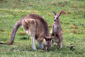 Property Sphere Real State Services | Southport & Labrador QLD 13.192 Greenacre Drive, Arundel Qld 4214 25